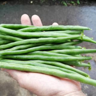 7月8日収穫　インゲン120g 
