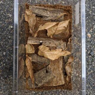 🐒1️⃣【オオクワガタ・産卵セット】の簡単な作り方(作成時間40分)&2️⃣【クワガタ・越冬セット】の作り方 - 豊田市