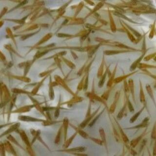 ヒメダカ　10匹150円～　(お一人様50匹迄)の画像