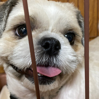 たくさんのご応募ありがとうございました。里親様決定致しました。 - 犬
