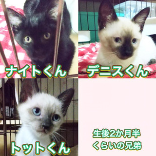 7月4日(日)🌸にゃん☆ぴーす猫の譲渡会🌸「DC会館」JR東千葉駅南口徒歩0分⭐️40匹参加予定 - その他