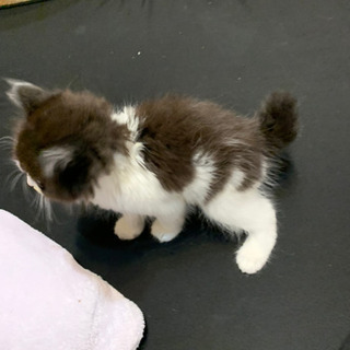 ハチワレ仔猫　黒白