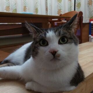 完全室内飼育　避妊・ワクチン済