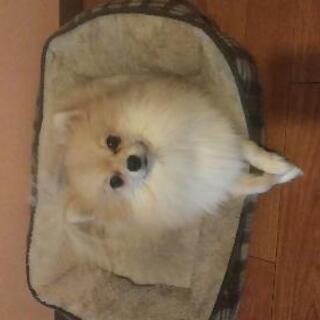犬友募集中です！