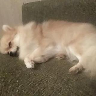 犬友募集中です！ - その他