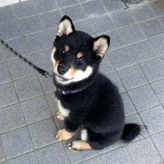 黒柴９ヶ月の元気な男の子です！