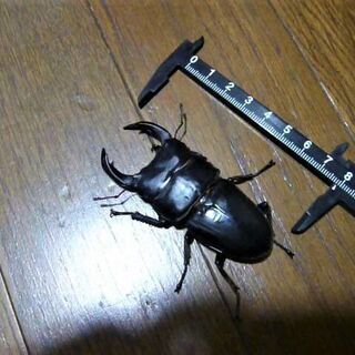 オオクワガタ【対馬、美津島町産】♂78mm前後使用済の画像