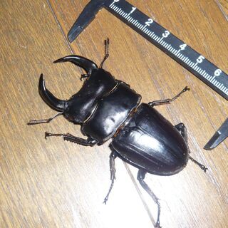 オオクワガタ【対馬、美津島町産】♂78mm前後使用済の画像