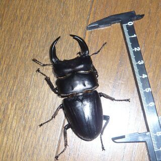 オオクワガタ【対馬、美津島町産】♂78mm前後使用済の画像
