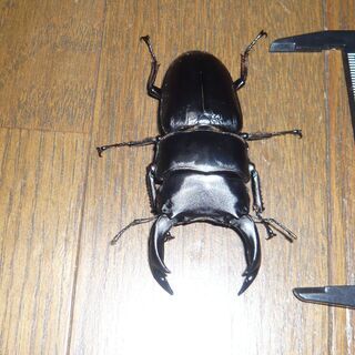 オオクワガタ【対馬、美津島町産】♂78mm前後使用済の画像