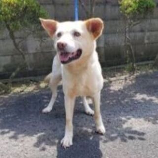 里親様が、決まりま　した　🐾ありがとう　ございま　した