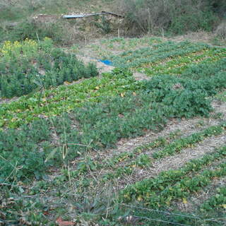 農的暮らしのすすめ　 自給自足学校の画像