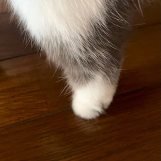 灰白ハチワレ - 猫