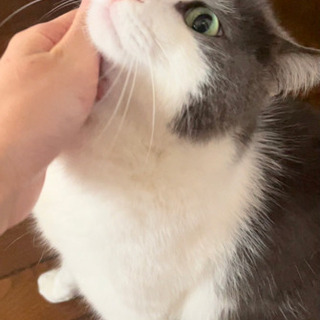 灰白ハチワレの画像