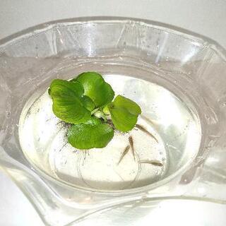 【初心者向け】メダカ飼育セット