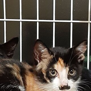 三毛猫さん、鼻の模様が特徴です！☺️