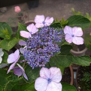 【お話中】ガクアジサイ抜き苗②（ 青）