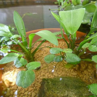 ※🌿アクアリウム水草／ナガバオモダカ／水生植物ビオトープ※の画像