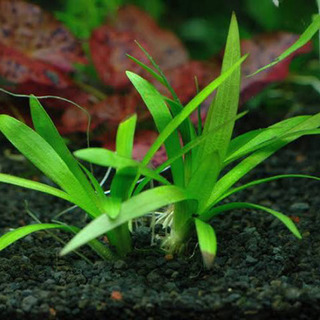 ※🌿アクアリウム水草／ナガバオモダカ／水生植物ビオトープ※の画像