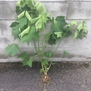 酔芙蓉 大株