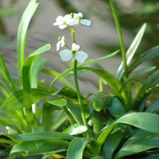 ※🌿アクアリウム水草／ナガバオモダカ／水生植物ビオトープ※の画像