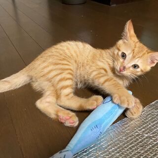 生後2か月の子猫２匹（茶トラのオス×1黒トラのメス×１）里親募集...