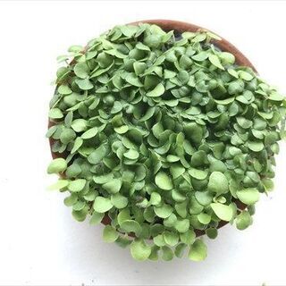 メダカ等　水草 グロッソ 3皿