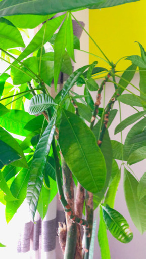 観葉植物：パキラ　大型です！[相談中です]
