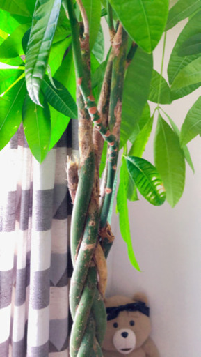 観葉植物：パキラ　大型です！[相談中です]