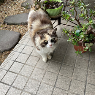とっても人懐っこい長毛の三毛猫さんです‼︎