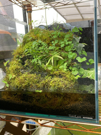 ★カエル・メダカ飼育にオススメ！！コケリウム・テラリウム完成品★