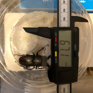 【値下げしました！】天然！大分県産ノコギリクワガタのペア！の画像