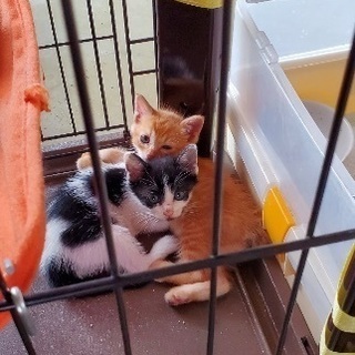 自動販売機前に捨てられていた可愛そうな子猫さんたち‥‥ - 松江市