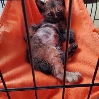 自動販売機前に捨てられていた可愛そうな子猫さんたち‥‥ − 島根県