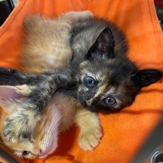自動販売機前に捨てられていた可愛そうな子猫さんたち‥‥ - 里親募集