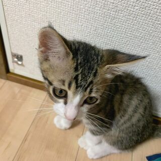 子猫生後2か月　男の子　里親募集　 - 北九州市