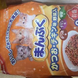 猫のご飯(餌)