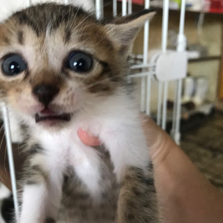 里親様　決まりました⭐️ありがとうございました☺️