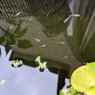 画像のメダカ松井ヒレ長雅紅白の稚魚10匹2000円