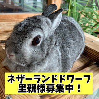 【ネザーランドドワーフ 里親様募集中！】優しい里親様からのご応募...