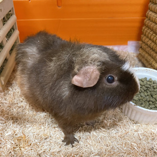 モルモットの里親募集