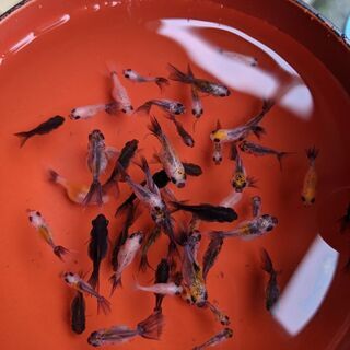 ブロードテール琉金ハネ金魚　稚魚の画像
