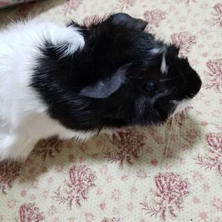 アビシニアン　モルモット