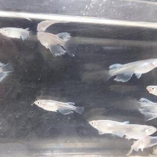 プラチナミユキ　リアルロングフィンの画像