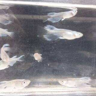 プラチナミユキ　リアルロングフィン