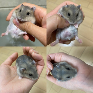 ハムスター 里親募集中
