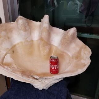 オオシャコガイ オオシャコ貝 シャコ貝 巨大 大型品 ?
