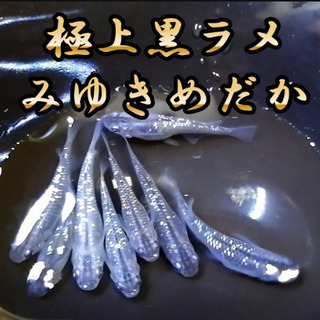 黒ラメみゆきめだかの稚魚