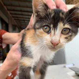 😻かわいい三毛猫の子供です。😸
