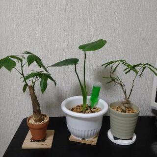 観葉植物　モンステラ　パキラ　エバーフレッシュ